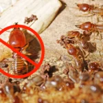 Termite Inspection in Penrith: Protecting Homes from Costly Damage