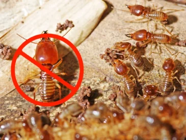 Understanding Termites in Sydney: How to Identify and Manage Infestations