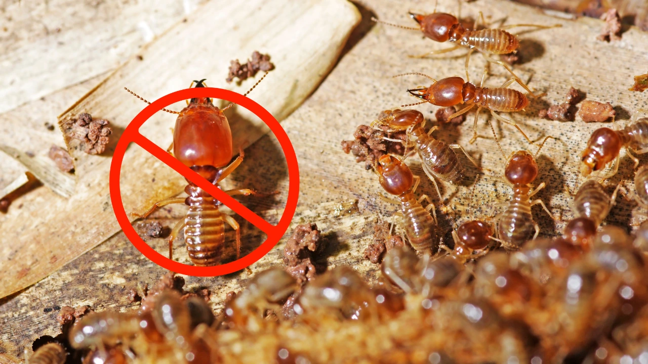 Understanding Termites in Sydney: How to Identify and Manage Infestations