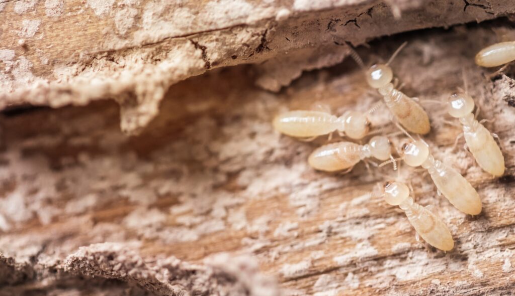 Understanding Termites in Sydney: How to Identify and Manage Infestations