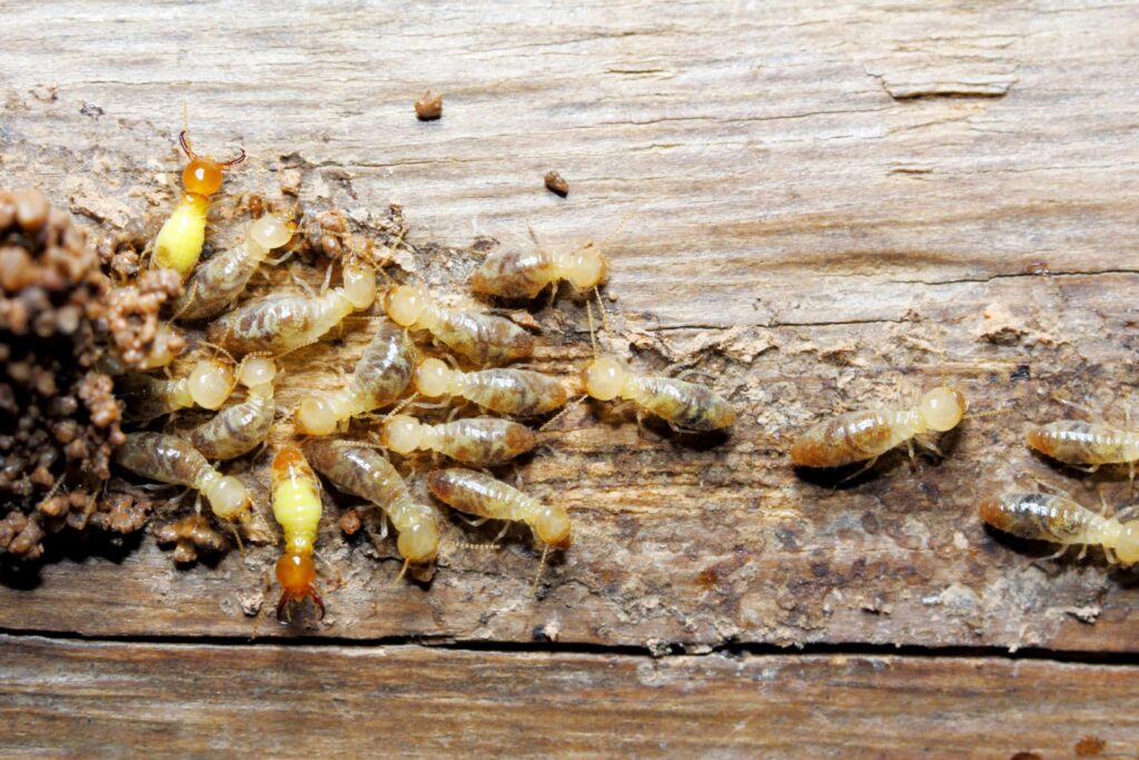 Termite Inspection in Penrith: Protecting Homes from Costly Damage