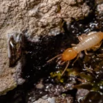 Rat Exterminator Sydney: What’s Included in a Professional Service