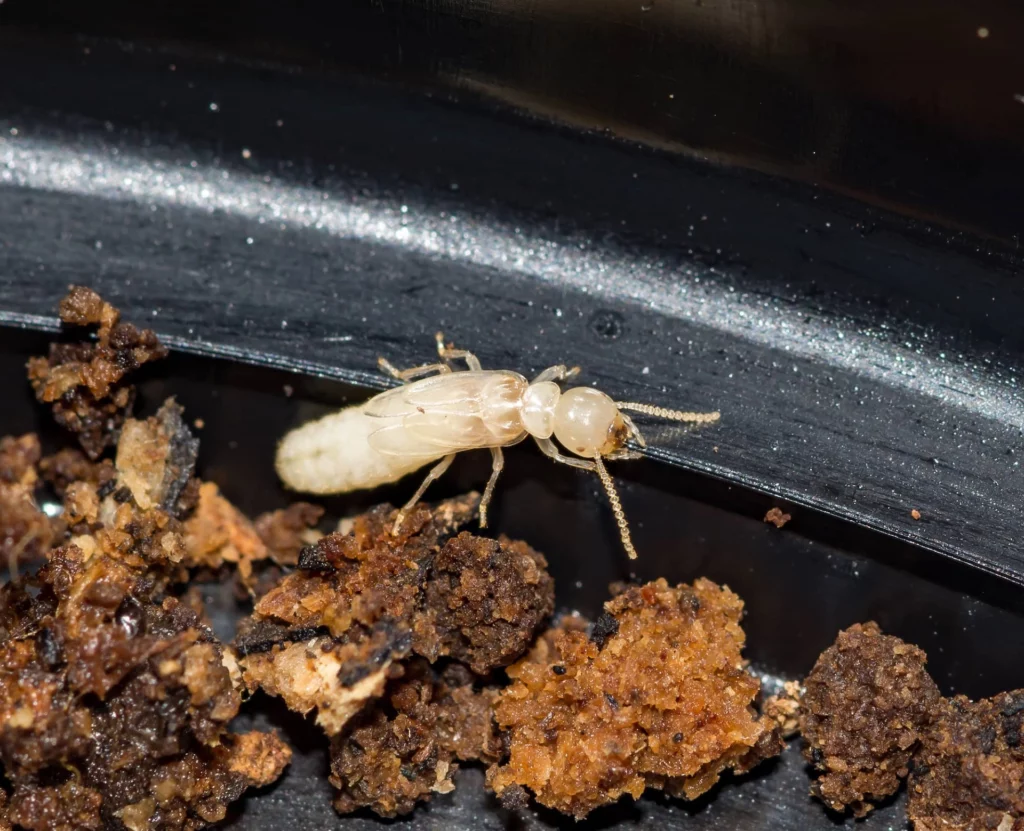 Termite Specialist Sydney: How Experts Detect Hidden Infestations

