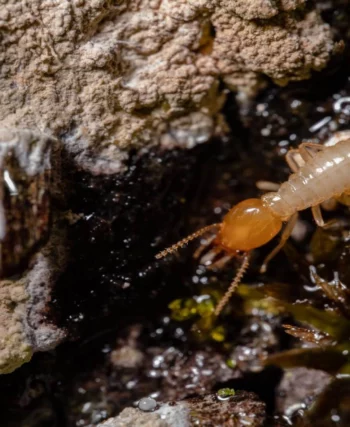 Termite Specialist Sydney: How Experts Detect Hidden Infestations