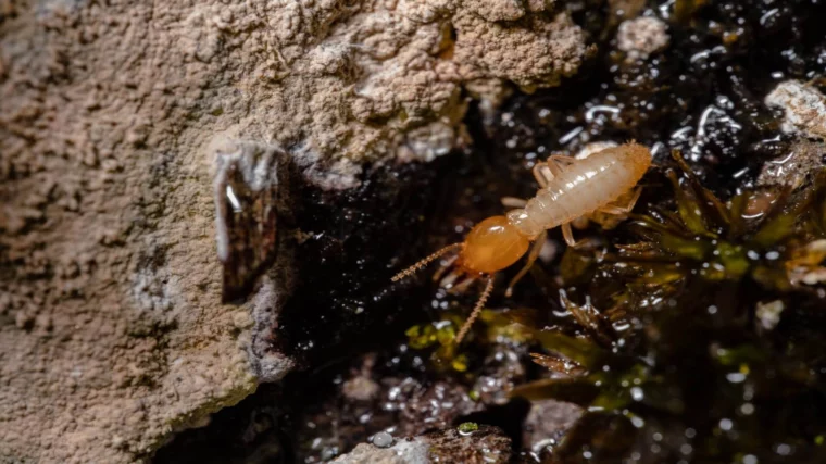 Termite Specialist Sydney: How Experts Detect Hidden Infestations
