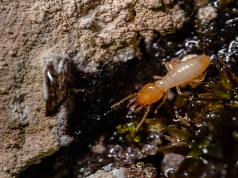 Termite Specialist Sydney: How Experts Detect Hidden Infestations