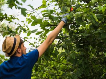 Tree Pruning Services Sydney