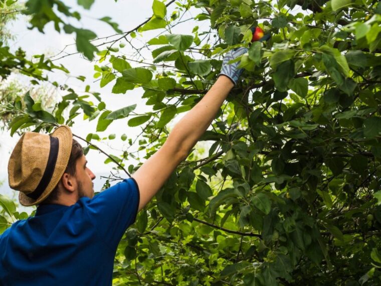 Tree Pruning Services Sydney