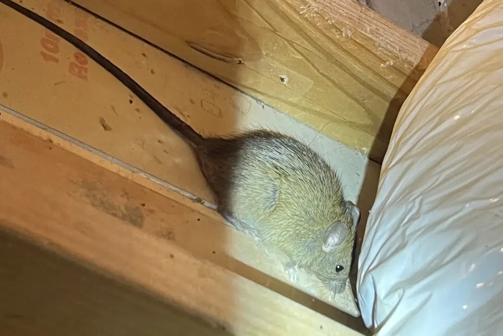 Rat Exterminator Sydney: What’s Included in a Professional Service

