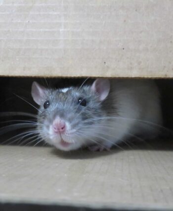 Rat Exterminator Sydney: What’s Included in a Professional Service