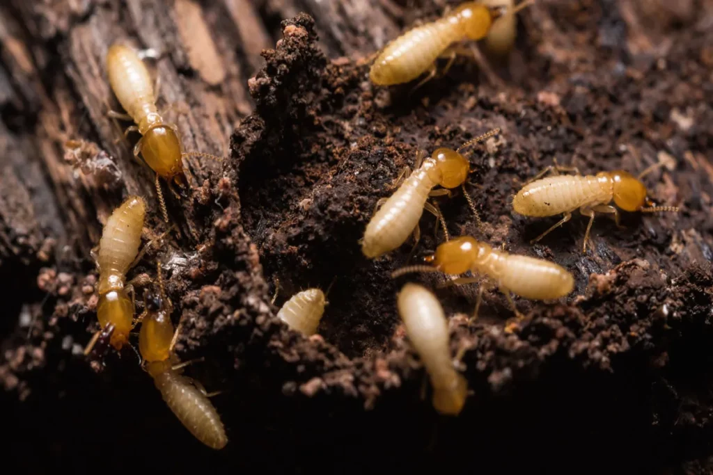 Termite Specialist Sydney: How Experts Detect Hidden Infestations


