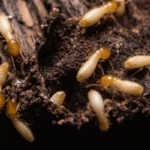 Pest Control Service Sydney: What Builders and Homeowners Should Expect Before Treatment