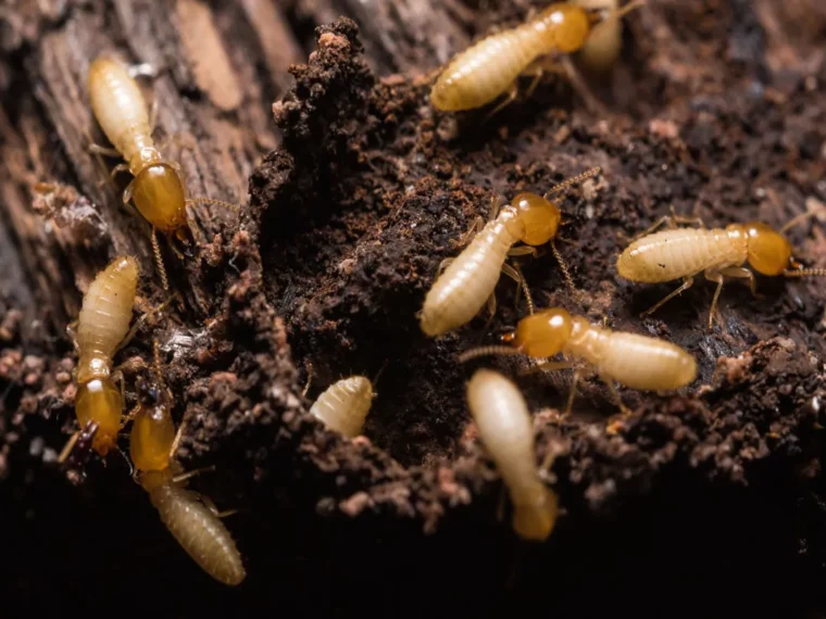 Pest Control Rouse Hill