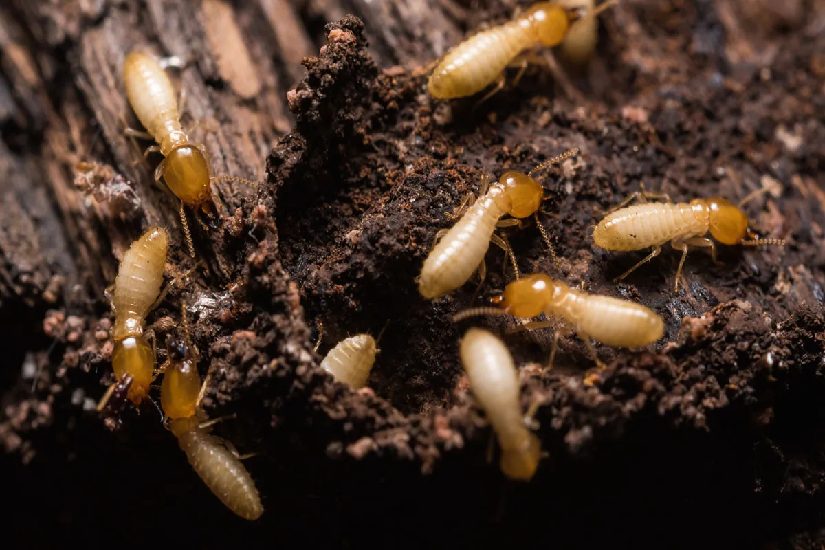 Pest Control Rouse Hill: What Property Owners Should Know About Prevention and Inspection